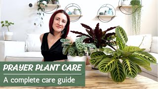 Prayer Plant Care  How to successfully care for Calathea Maranta Ctenanthe and Stromanthe [upl. by Politi273]