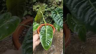 Anthurium Vietchii 💚 [upl. by Yrotciv692]