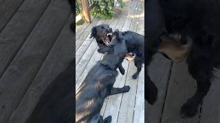 2 Dogs Play Fighting In SlowMotion funny doglover dogs fyp labradorretriever bordercollie [upl. by Ykcor]