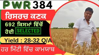 PWR 384 wheat variety detail by Punjab Seed company [upl. by Onder]