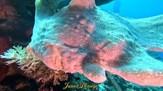 An Amazing Creature A Giant Frog Fish Antennarius commerson In Moalboal Cebu Philippines 🇵🇭 [upl. by Faubion]