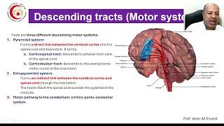 Descending tracts and Motor pathway [upl. by Alejo]