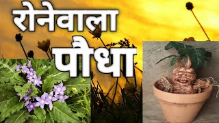 रोनवला पौधा  the crying plant  Mandrake [upl. by Prosperus17]