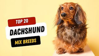 Top 20 Dachshund Mixes Meet the Cutest Hybrids [upl. by Body260]