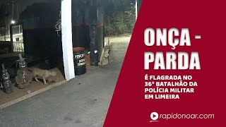 Onçaparda é flagrada por câmeras no 36º Batalhão da PM em Limeira [upl. by Fransisco]