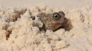 Couchs Spadefoot Burying in sand [upl. by Eselahc]