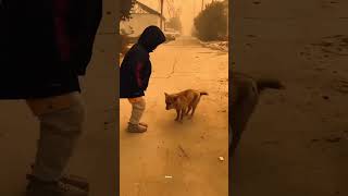 Little boy dancing with the dog 😆😆 dance funny viral shortvideo doglover [upl. by Docia]