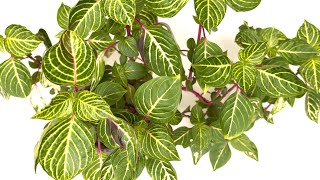 Bloodleaf Plant  Profile Care Propagation [upl. by Coridon]