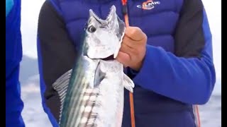 TRAINA CON IL VIVO IN LIGURIA alla PALAMITA  Pesca dalla Barca TV [upl. by Chelsy]