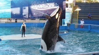 Miami Seaquarium Killer Whale amp Dolphin Show  Full Show 11517 2 [upl. by Obeded500]