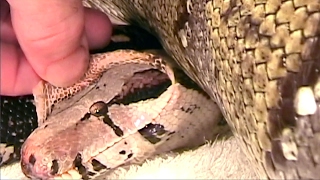 Process of Ecdysis in Boa constrictor Extended Version [upl. by Cyb]