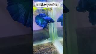 💥🤯Trending songs Betta fish breeding breeding bettafish fish tamil shorts short trending [upl. by Otnas107]