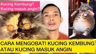 CARA MENGOBATI KUCING KEMBUNG ATAU KUCING MASUK ANGIN  Obat Kucing Kembung [upl. by Odrareg]