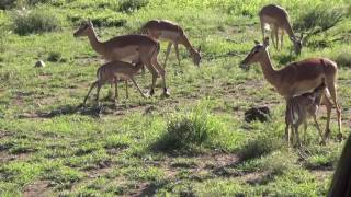 Breeding herd of Impala  2 babies nursing  very sweet and cute [upl. by Hallerson]