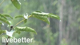 Sonido de Lluvia Relajante  Sin truenos y un poco Intensa  Ideal para Dormir  8 Horas [upl. by Ailana]