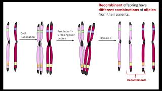 Autosomal linkage and Chisquared test OCR A ALevel Biology Revision 612 Patterns of inheritance [upl. by Arvonio488]