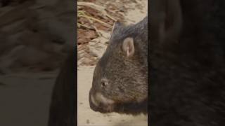 Meet The Wombat Australias Burrowing Marvel [upl. by Terrilyn319]