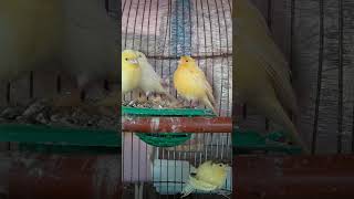 Bird sounds Bird song Canary birds singing bird birds birdsounds short nature travel shorts [upl. by Elcin]