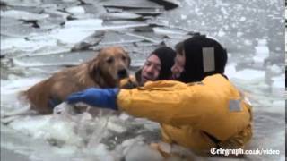 Dog rescued from icy waters in Massachusetts [upl. by Seraphim]