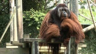 Rudi the Orangutan Gets His Heart Checked [upl. by Winola455]