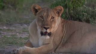 Etosha National Park amp Onguma Game Reserve Namibia [upl. by Ellevehc]