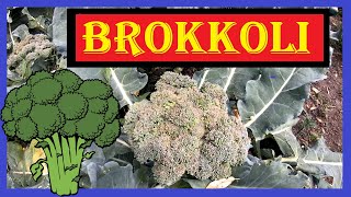 🥦 Brokkoli anbauen von der Aussaat bis zur Ernte 🥦 Brokkoli säen Brokkoli pflegen Brokkoli ernten [upl. by Jonati]