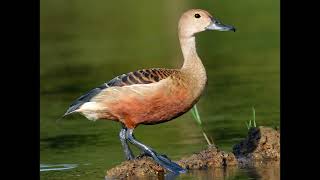 WhistlingDucks Freckled Duck Spurwinged Goose [upl. by Enyahs]