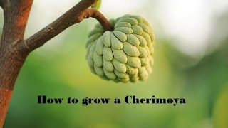 How to Grow Cherimoya from seed [upl. by Jean-Claude559]