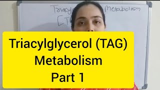 Triacylglycerol TAG Metabolism Part 1 [upl. by Gwendolin]