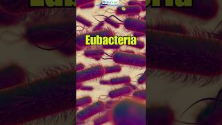 Eubacteria  General characteristics of Bacteria  Biological Classification  Class 11 Biology [upl. by Bala]