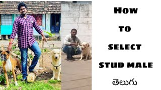 How to select a stud male  breeding tips  Telugu dog info [upl. by Idnew137]