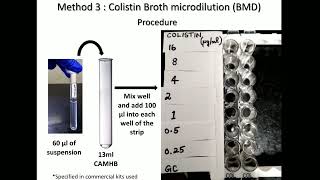 COLISTIN TESTING III BMD [upl. by Rhee]