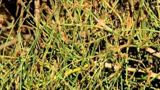 Native Cacti and The Ephedra Shrub [upl. by Geminian]