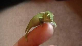 Baby Veiled Chameleon [upl. by Lunseth]