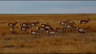 Pronghorn herd at Bison Calving Plains  Grasslands National Park  exploreorg [upl. by Yelsna637]