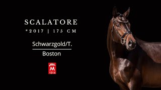 Scalatore 2017 v SchwarzgoldTBoston [upl. by Cheung256]