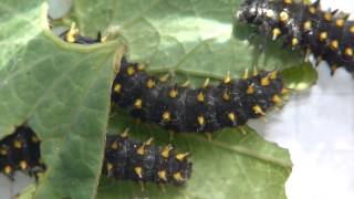 Sericinus montela catepillars [upl. by Web]