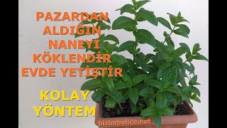 Nane nasıl ekilir Nane köklendirme NANE NASIL YETİŞTİRİLİR How to Grow Mint at Home Fast [upl. by Oicnanev]