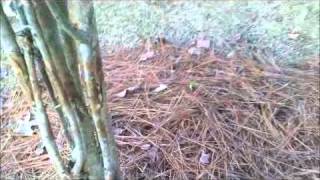 Growing Crepe Myrtle bush as a tree [upl. by Aylward]