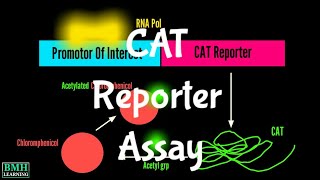 CAT Reporter Gene Assays  Chloramphenicol Acetyltransferase Reporter Gene [upl. by Anala118]