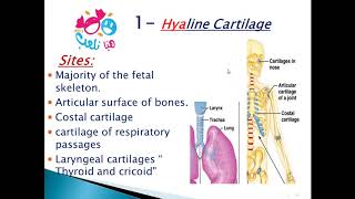 Histology Of Fibrocartilage [upl. by Nosemyaj306]