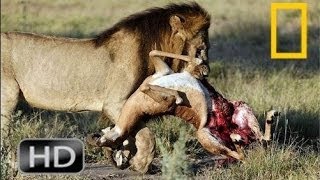 National Geographic Wild 2015 Hyenas Kill Lion Attacks  Animals Attack Willdife Documenta [upl. by Richers]