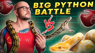 PYTHON BATTLE Burmese vs Reticulated Pythons  Which One Is Best [upl. by Odrarej]