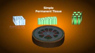 Plant Tissues  Class 9 Tutorial [upl. by Trubow873]