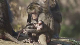 Hamadryas Baboon Troop Already Captivating Zoo Visitors [upl. by Yr997]