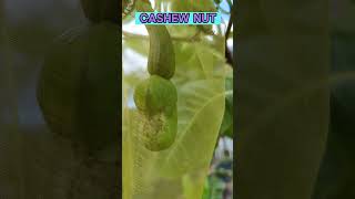 Yellow CASHEW tree has just ONE NUT It needs cross pollination to set the crop cashew cashewnuts [upl. by Tupler]