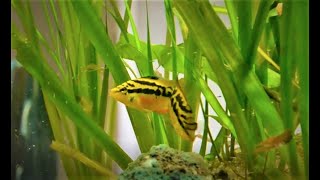 Salvini cichlid pair with fry in a community aquarium [upl. by Rotman327]