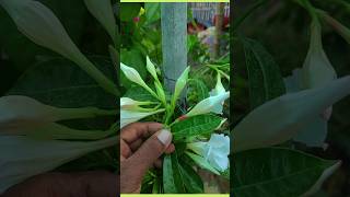 mandevilla plant  plantinfo [upl. by Iadam]