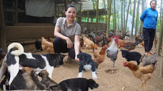 Sell ​​puppies to trader Taking Care of Ogarnic Chickens and Gardening Amy Forest life [upl. by Pillyhp]