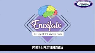 Encéfalo 5  Protuberancia [upl. by Gnep]